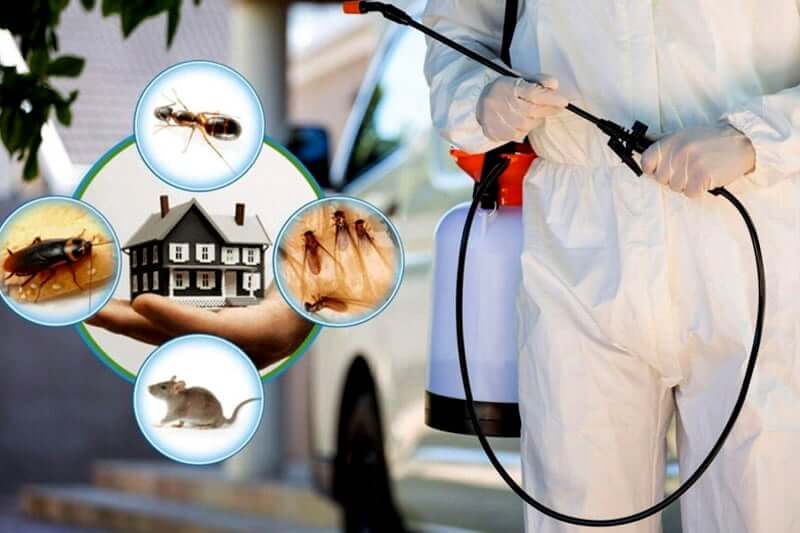 How Often Do You Need Pest Control Services – Editionx